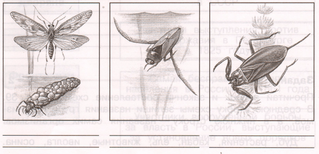 Задание рисунок 1